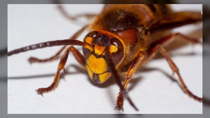 Crece preocupación por aparición de avispones gigantes que ponen en riesgo la vida de los humanos y las abejas
