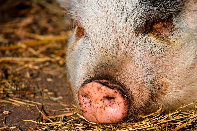Extreman medidas en China tras detectar una nueva cepa de la gripe porcina