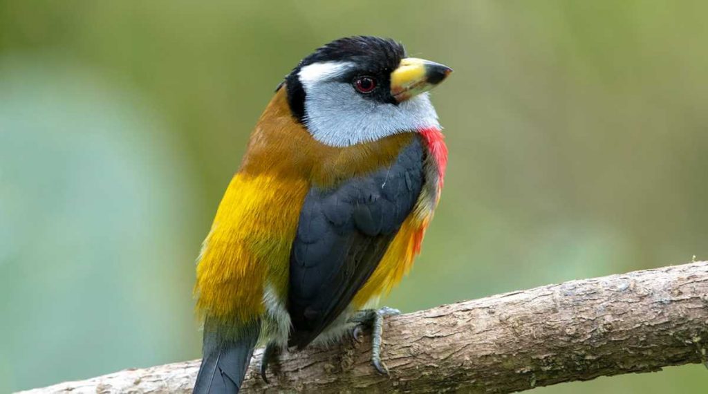 Conozca la programación virtual de Colombia BirdFair para amantes de la avícola colombiana