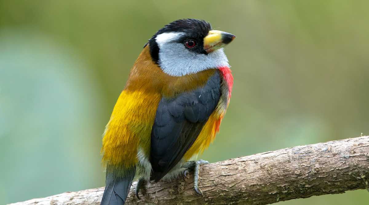 Conozca la programación virtual de Colombia BirdFair para amantes de la avícola colombiana