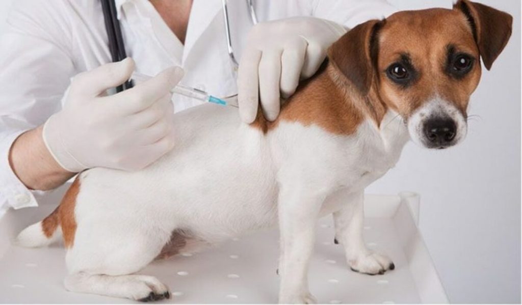 En el 2021 iniciará la construcción del Centro de Bienestar Animal