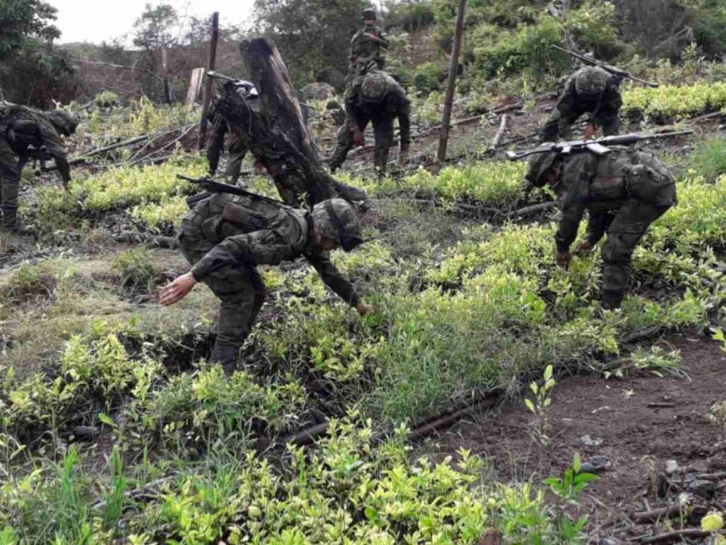 Realizarán pruebas piloto de sustitución de cultivos ilícitos en el Cauca