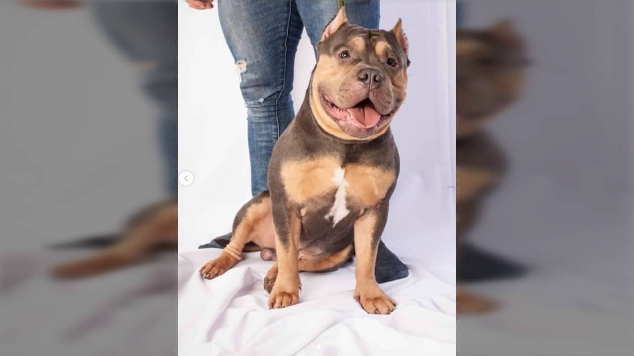 Joven denuncia a la aerolínea EasyFly luego de que su mascota Homero muriera