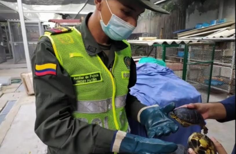 Policía Ambiental realiza estrategias para prevenir el maltrato animal en el Valle