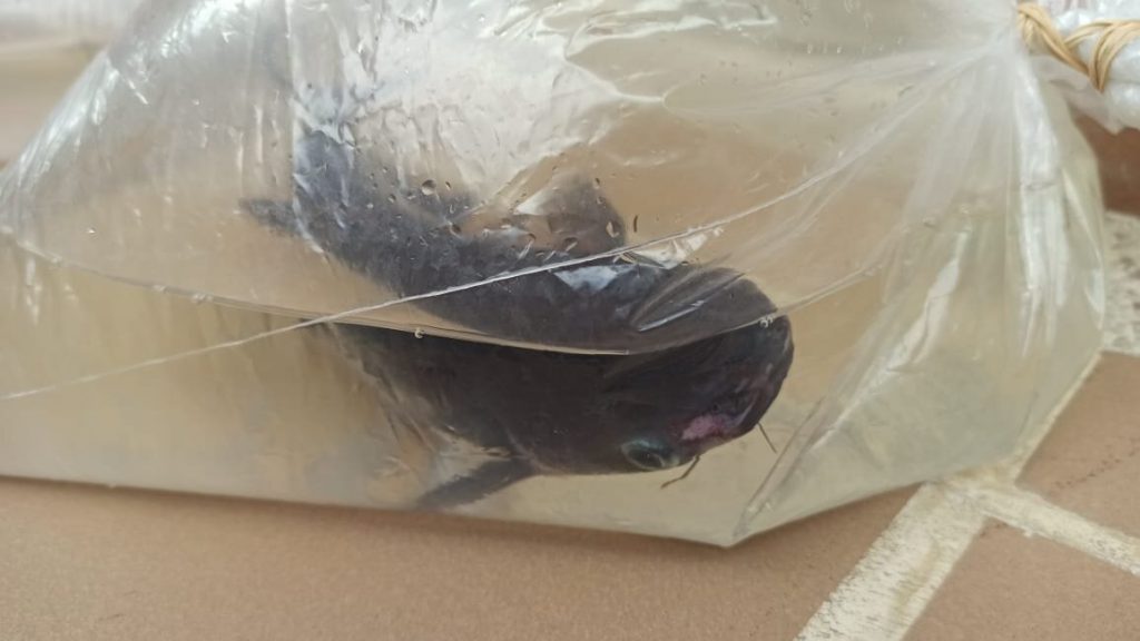 Incautan 16 tiburoncitos en una tienda de mascotas de Buga
