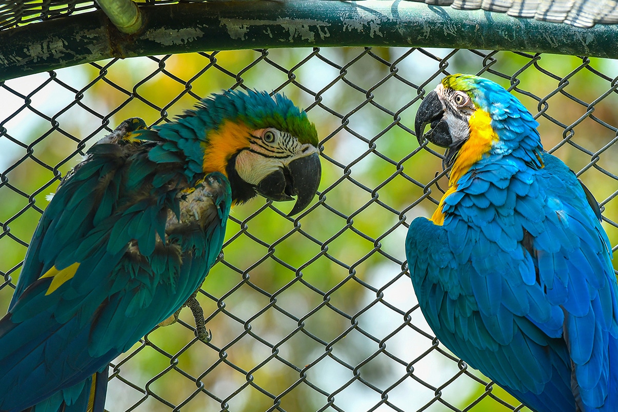 Cuatro guacamayas fueron reubicadas en un mejor espacio por el Dagma
