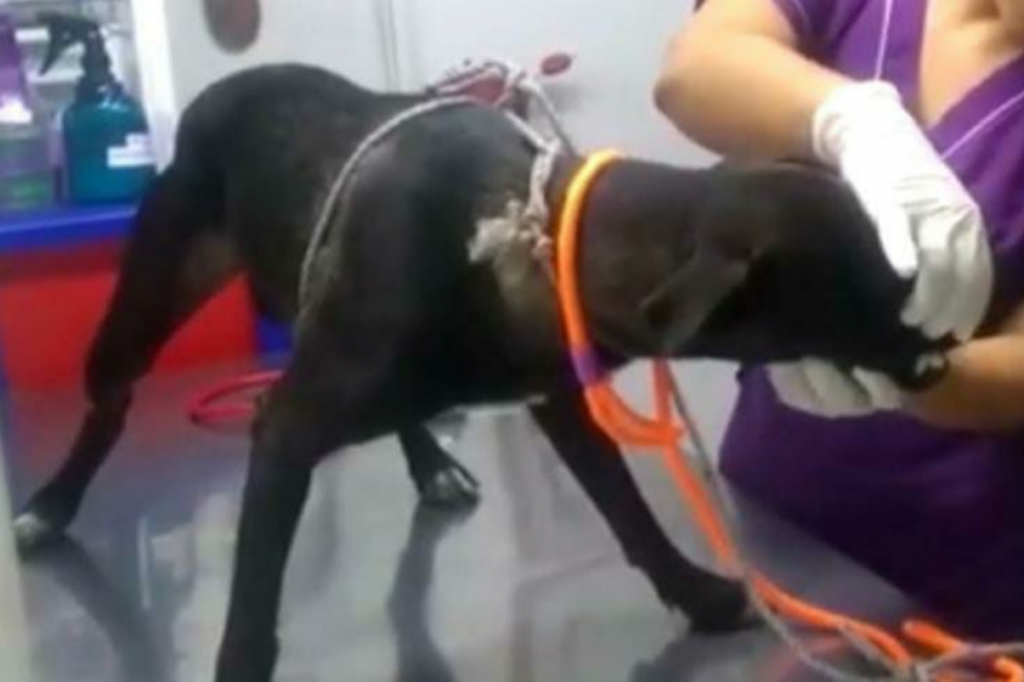 Aberrante caso: hombre habría violado a una perrita en Palmira, Valle