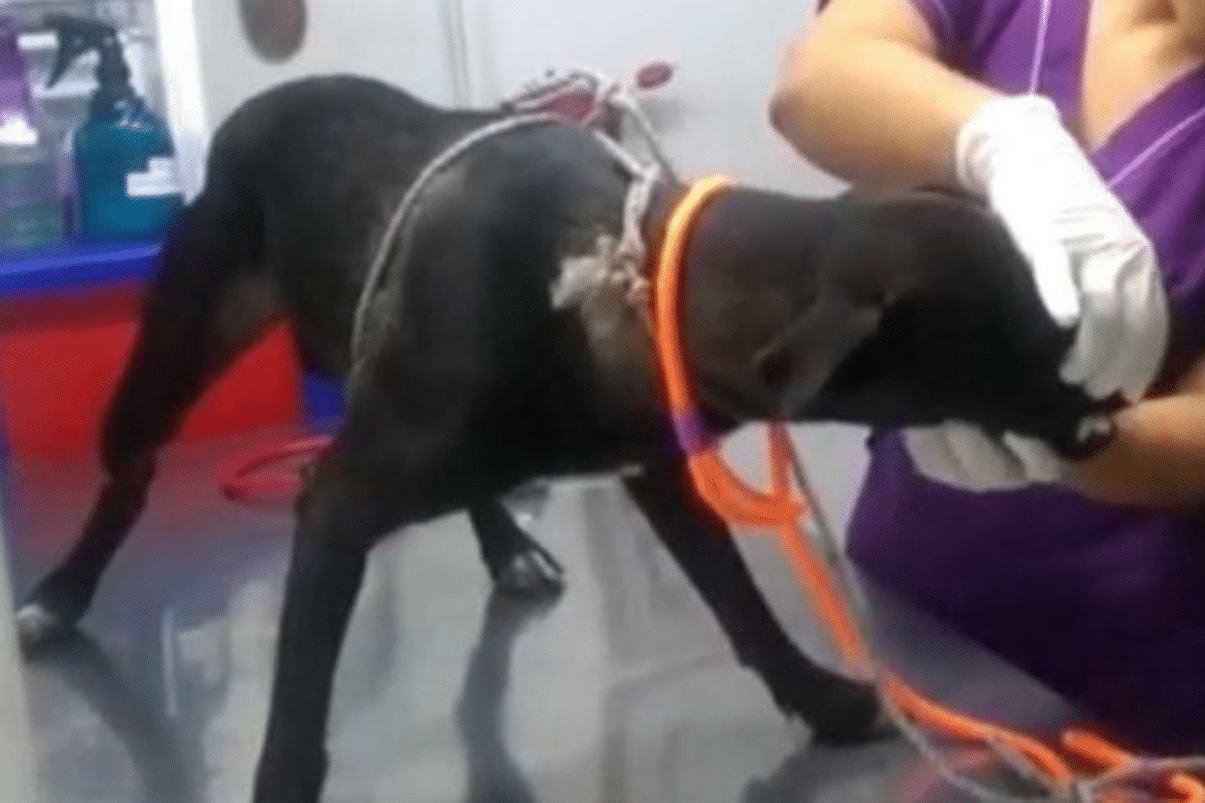 Aberrante caso: hombre habría violado a una perrita en Palmira, Valle