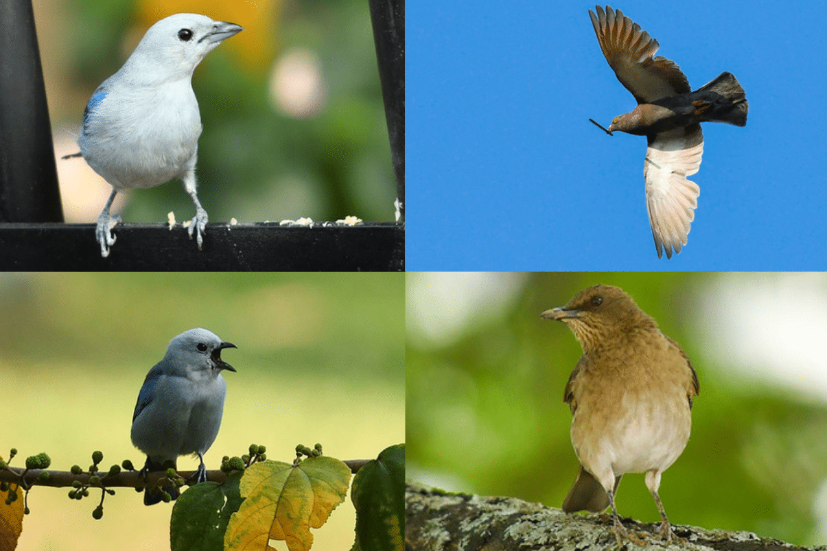 Cali se llena de colores con el avistamiento de aves