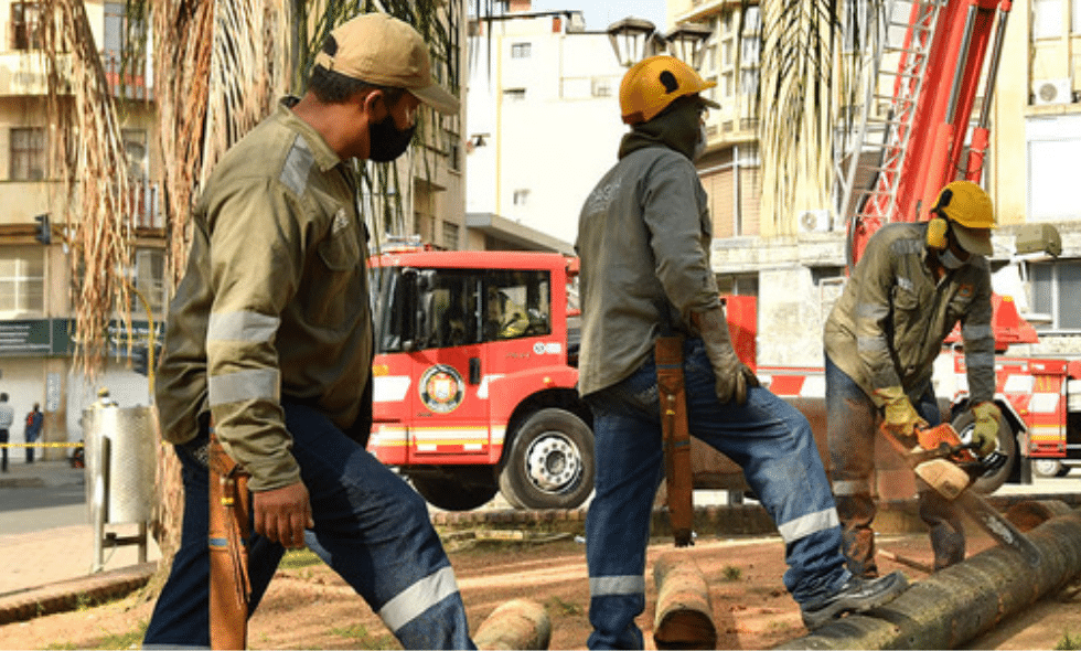 Inicia la intervención de 7 palmas ubicadas en la Plaza de Cayzedo