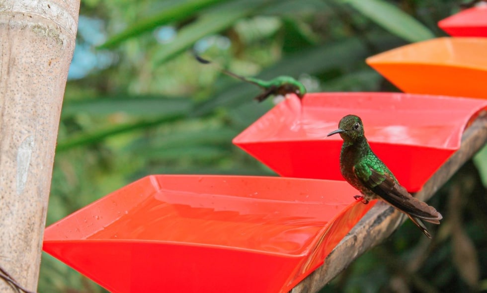 Bosque nublado en el Kilómetro 18 espera cautivar el turismo de avistamiento de aves