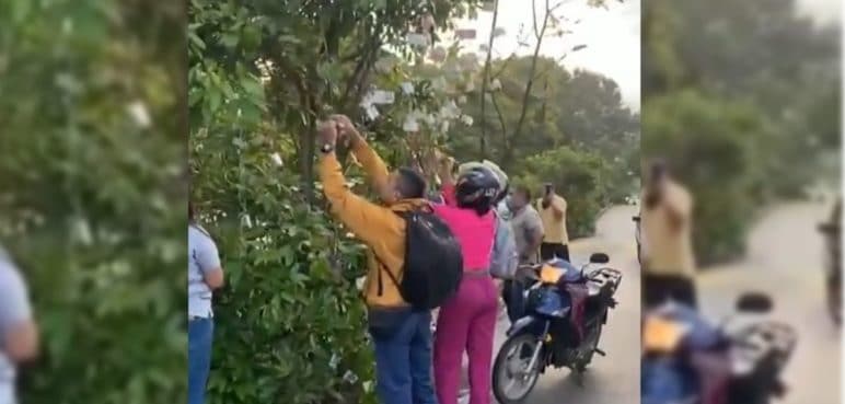 Árbol de billetes captó la atención de transeúntes en el sur de Cali
