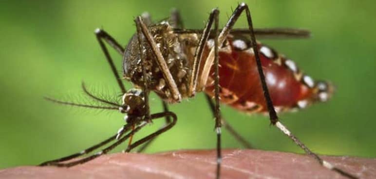 Dengue en Cali: reportan importante disminución del 60% en casos