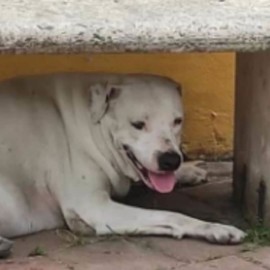 Apareció Beethoven, la mascota de la comunidad de Santa Bárbara