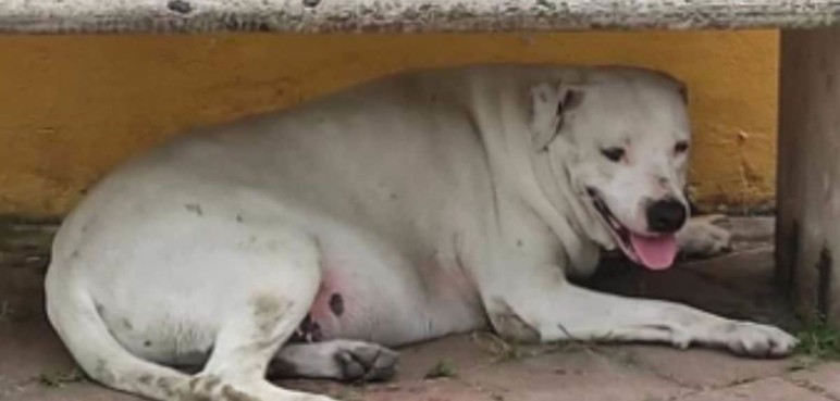 Apareció Beethoven, la mascota de la comunidad de Santa Bárbara