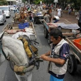 De caballo a vehículo: este sería el cambio tras protesta de carretilleros en Cali