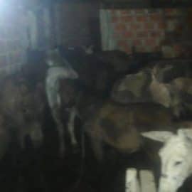Capturan a hombre que habría sacrificado caballos y burros para su venta