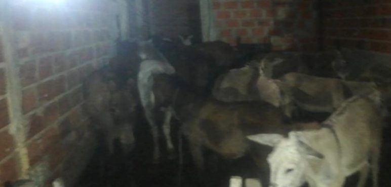 Capturan a hombre que habría sacrificado caballos y burros para su venta