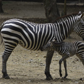 El Zoológico de Cali celebra el tierno nacimiento de una saludable cebra