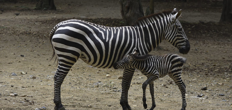 El Zoológico de Cali celebra el tierno nacimiento de una saludable cebra