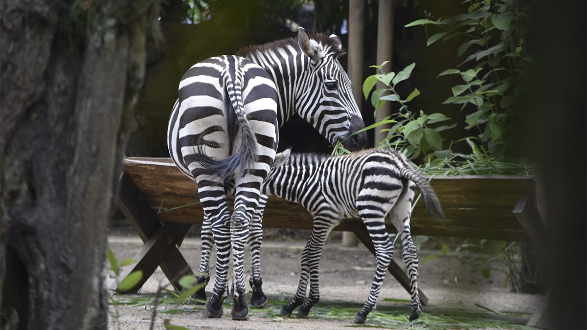 El Zoológico de Cali celebra el tierno nacimiento de una saludable cebra