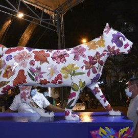Fotos: la ‘Gata Florecida Panamericana’ ya está en el oeste de Cali