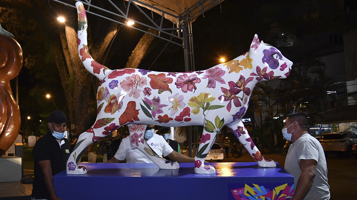 'Destino', la nueva novia del gato que engalana el norte de Cali