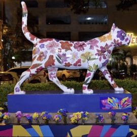 la-gata-florecida-panamericana-ya-se-encuentra-en-el-oeste-de-cali-11-11-2021-4