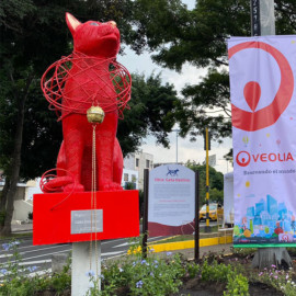 'Destino', la nueva novia del gato que engalana el norte de Cali