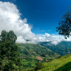 MinAmbiente abre convocatoria para sembrar 1,1 millones de árboles
