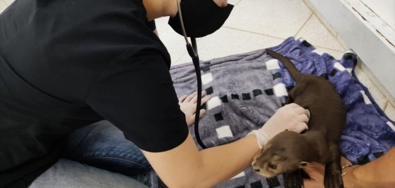 Nutria bebé en delicado estado de salud fue trasladada a Cali