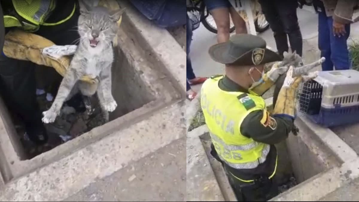 Miembros de grupo criminal 'Los Manuela' habrían actuado desde la cárcel