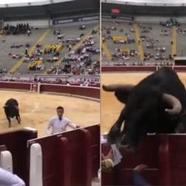Toro saltó hacia el callejón y causó susto entre los espectadores