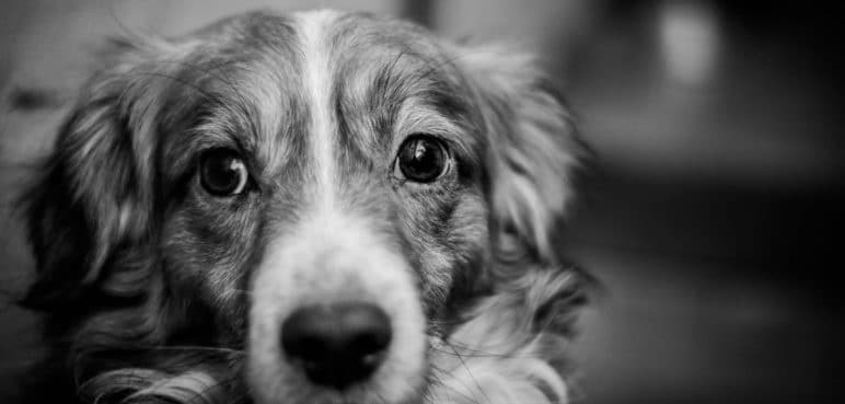 Capturado un hombre que practicaba ‘Zoofilia’ con un canino en Tuluá
