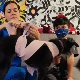 Conoce cómo proteger a tus mascotas durante las explosiones de pólvora