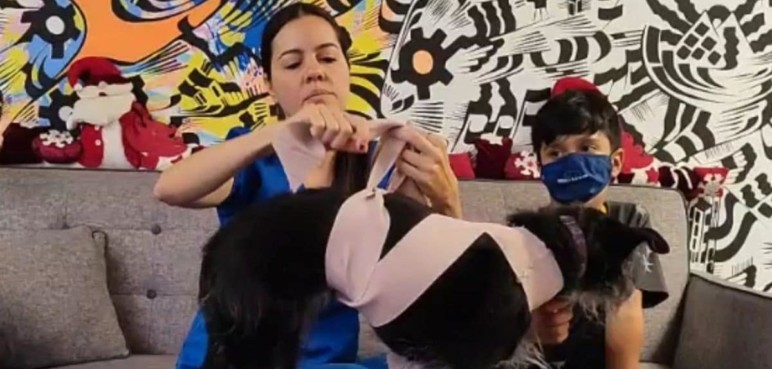 Conoce cómo proteger a tus mascotas durante las explosiones de pólvora