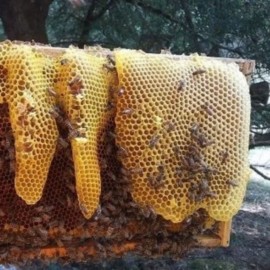 Conservación del parque ‘Los Farallones’ mediante apicultura