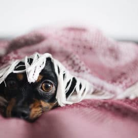 Quema de pólvora en Cali durante alborada dejó más de 10 mascotas perdidas