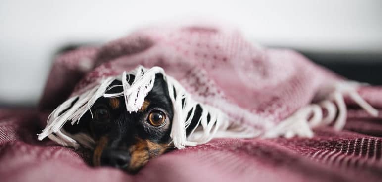 Quema de pólvora en Cali durante alborada dejó más de 10 mascotas perdidas