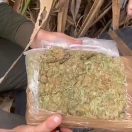 Incautan tonelada de marihuana escondida en un cañaduzal de Palmira