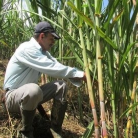 Secretaría de Agricultura monitorea cultivos para evitar afectaciones por 'El Niño'