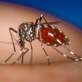 Alerta por dengue en Cali: Los casos van en aumento en la última semana
