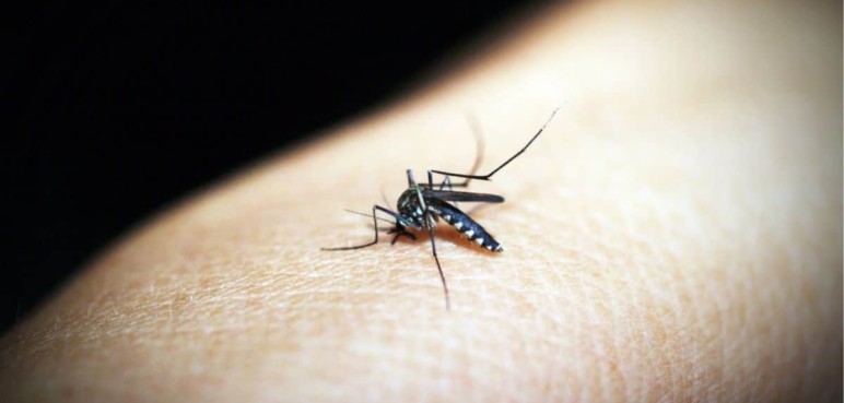 Cali supera los 500 casos de dengue en el año, ¿Cómo prevenirlo?