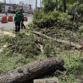 Denuncian que construcción de estación del Mío en San Luis afectará árboles del separador