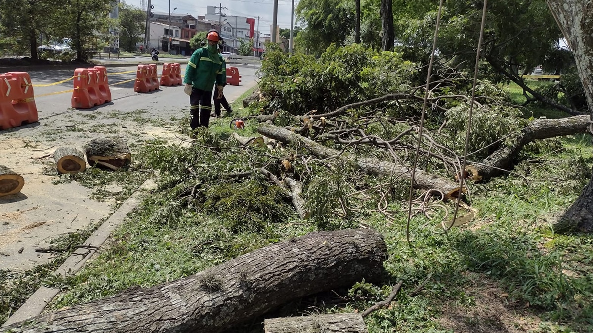 Denuncian que construcción de estación del Mío en San Luis afectará árboles del separador