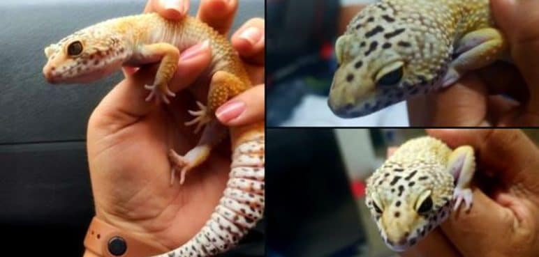 Dos reptiles gecko leopardo fueron entregados a la CVC por tráfico de especies