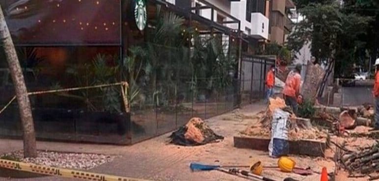 Esto respondió el Dagma frente a la tala de árboles en Granada