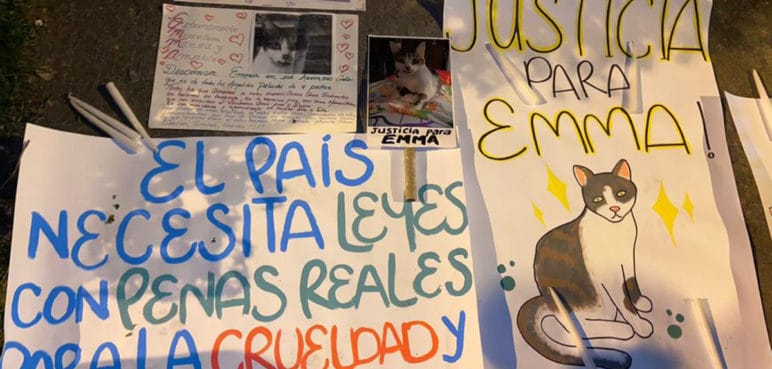 Hacen velatón en el barrio Camino Real por la memoria de la gata Emma