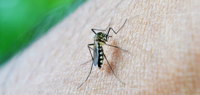 Liberan bacteria que ayudará a combatir la enfermedad del Dengue