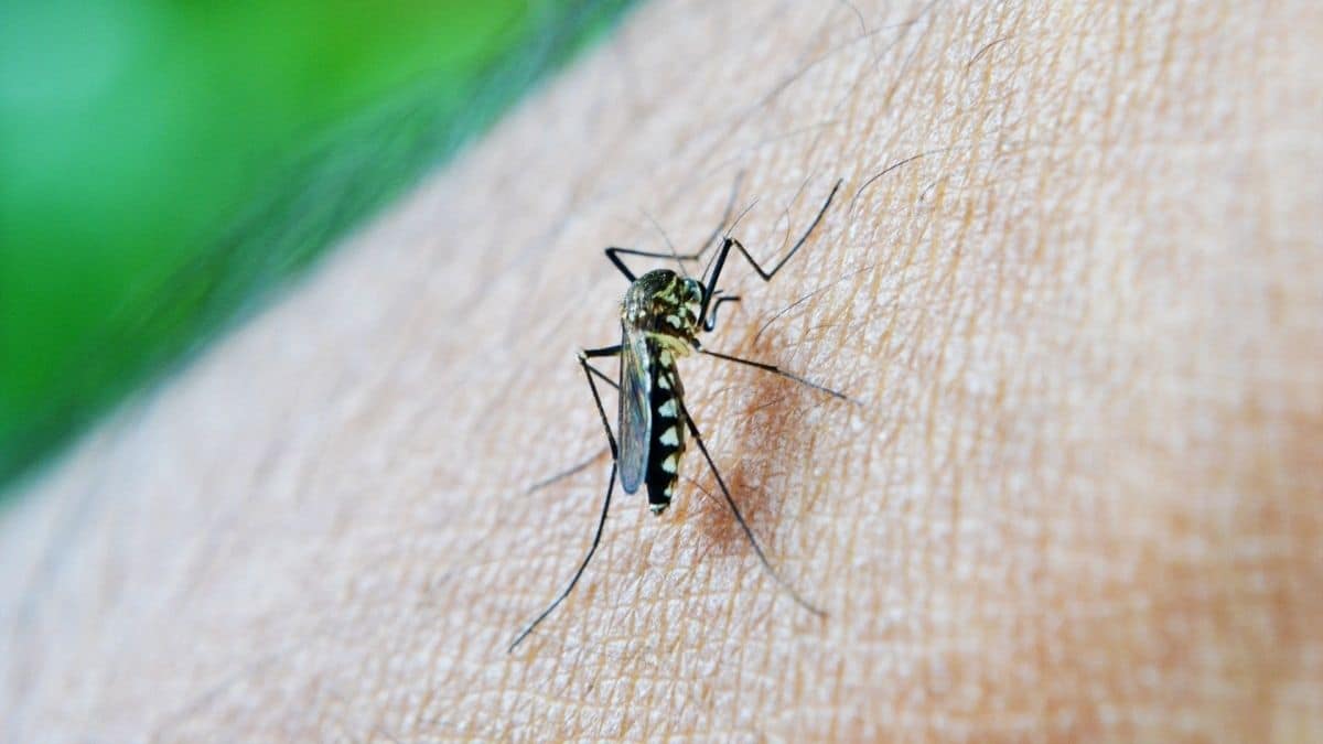 Liberan bacteria que ayudará a combatir la enfermedad del Dengue